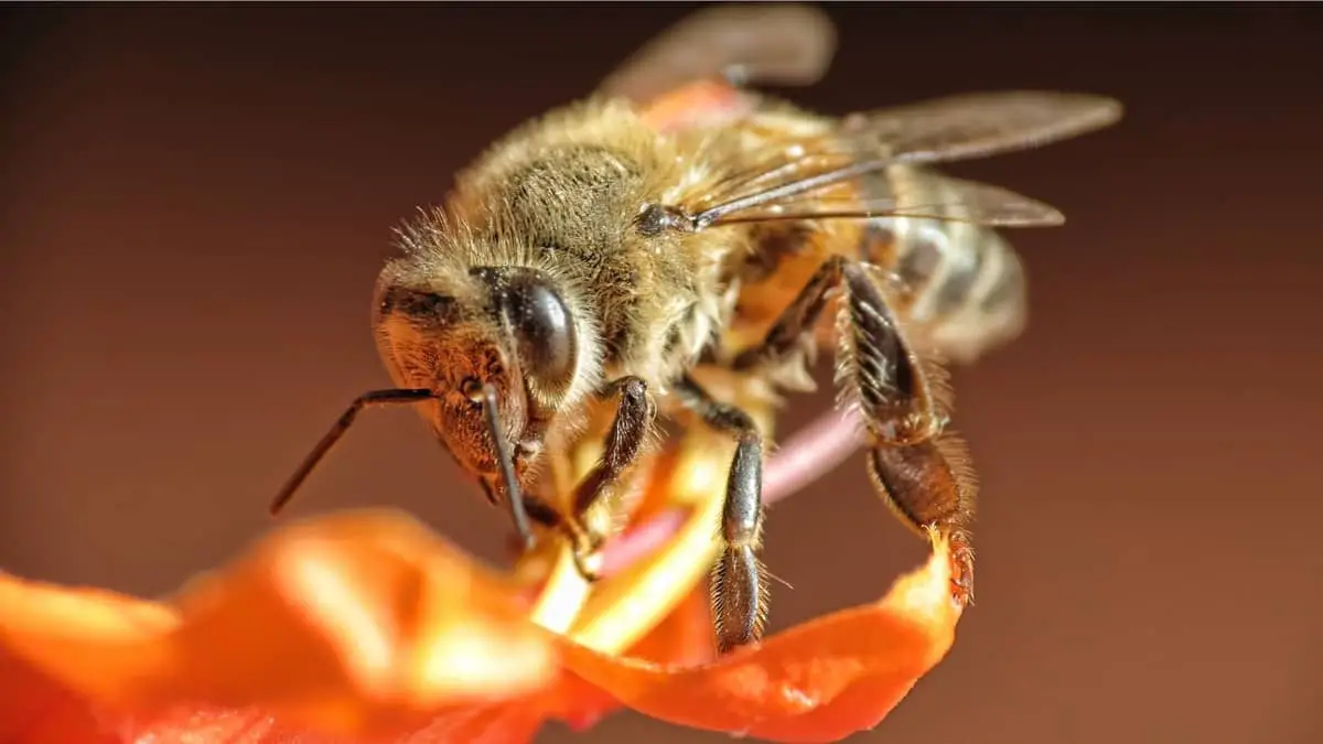What Do African Bees Look Like