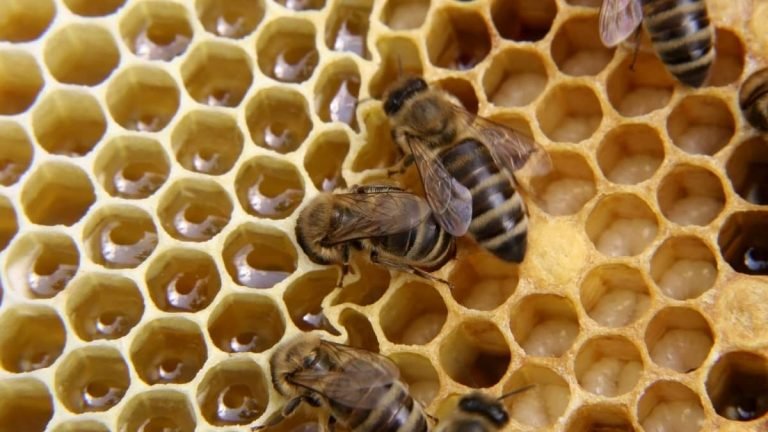 what-does-capped-brood-look-like-beekeeper-tips