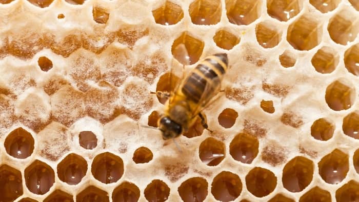  What Does Honeycomb Look Like