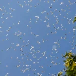 What Time Of Day Do Bees Swarm
