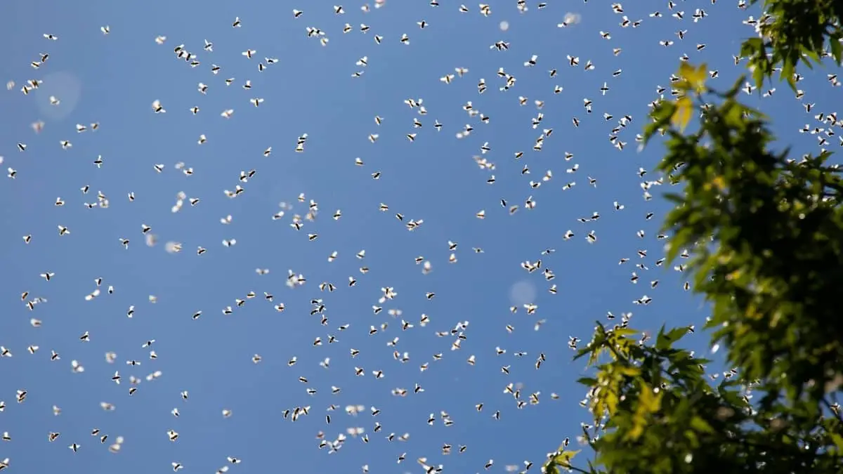 What Time Of Day Do Bees Swarm
