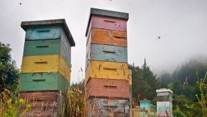 When To Add Supers To Beehives