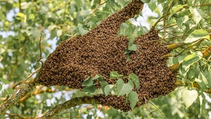 bee swarm