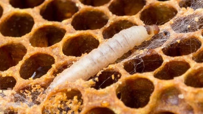  wax moths in beehive
