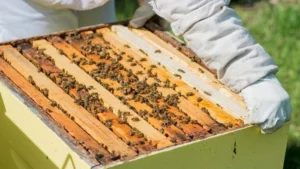 add supers to beehives