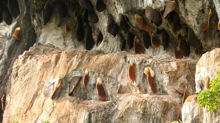 wild hives