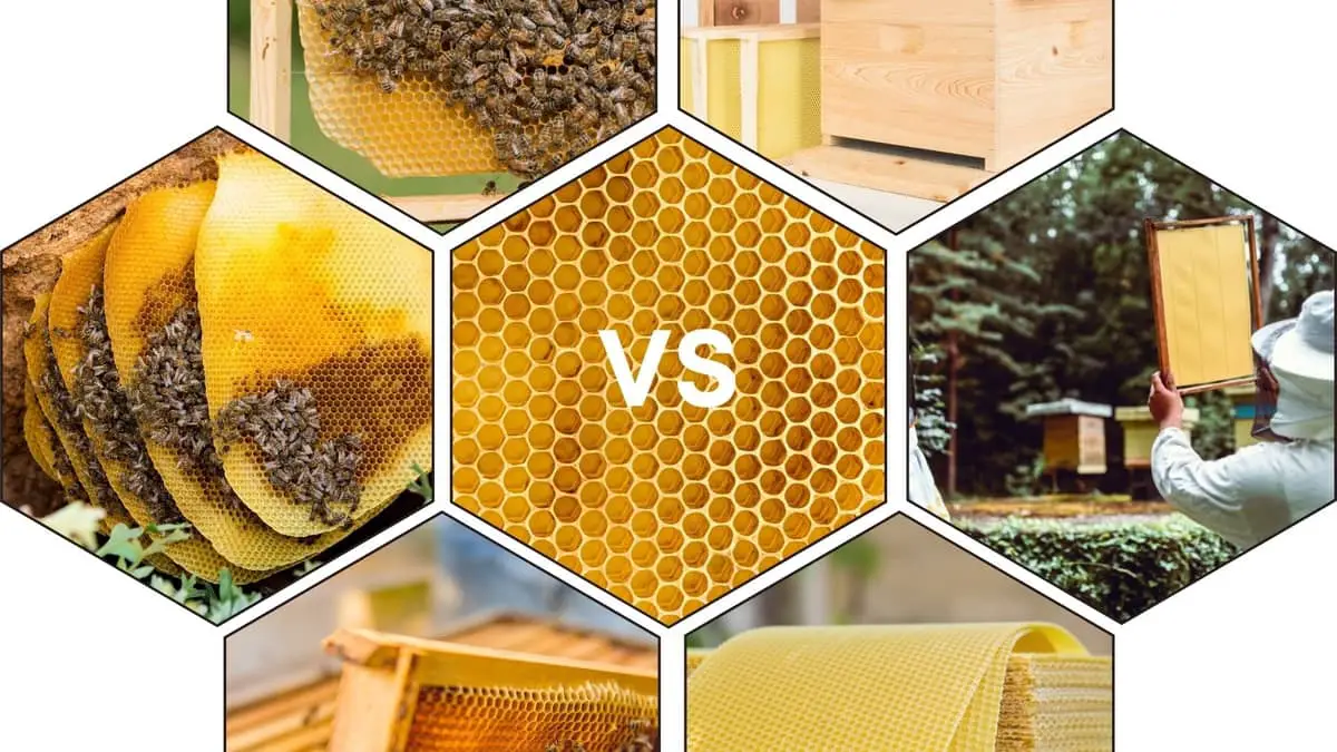 Bee Foundation Plastic vs Wax