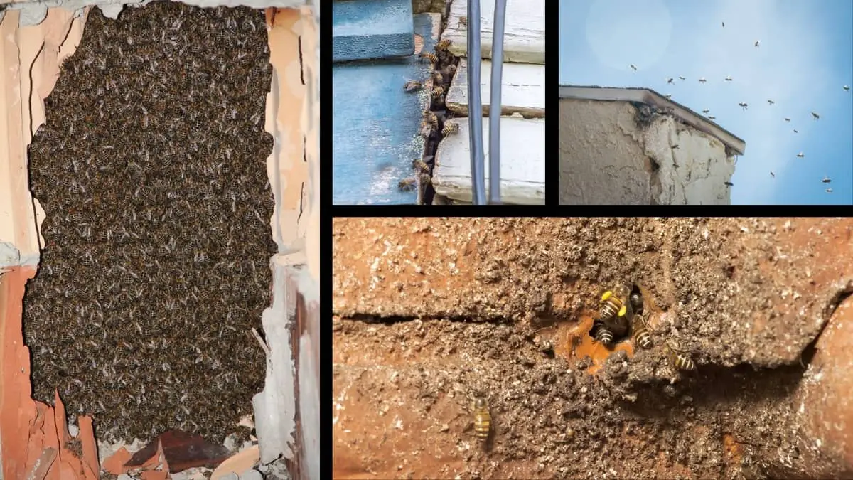 Bees Nesting In House Walls