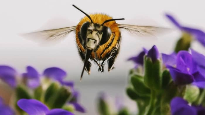  bees and your neighbours and the law