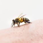 Can Bees Bite Humans