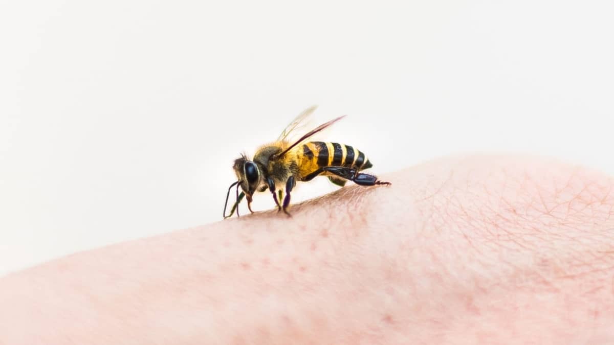 Can Bees Bite Humans