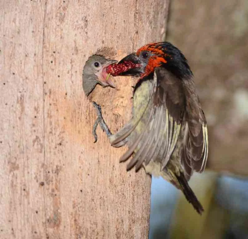 Clever Creatures That Eat Bees