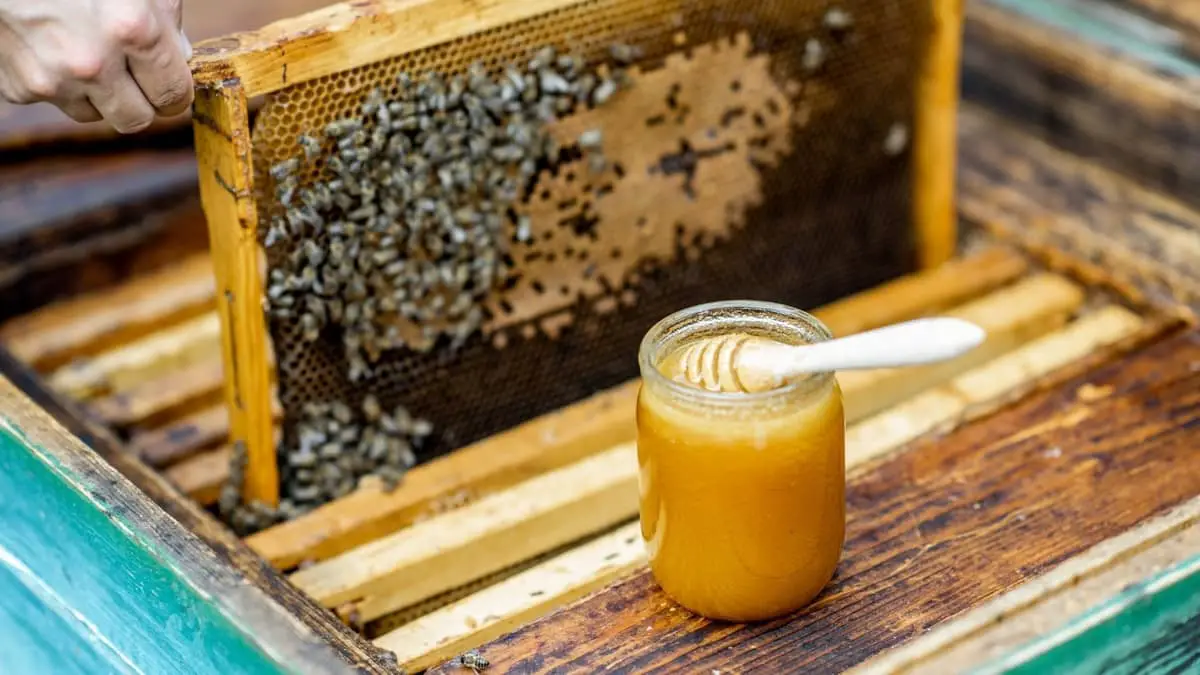 How Much Honey Can You Get From One Hive