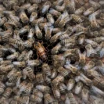 How To Find The Queen Bee In A Hive