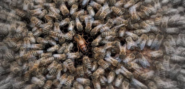 How To Find The Queen Bee In A Hive - Beekeeper Tips