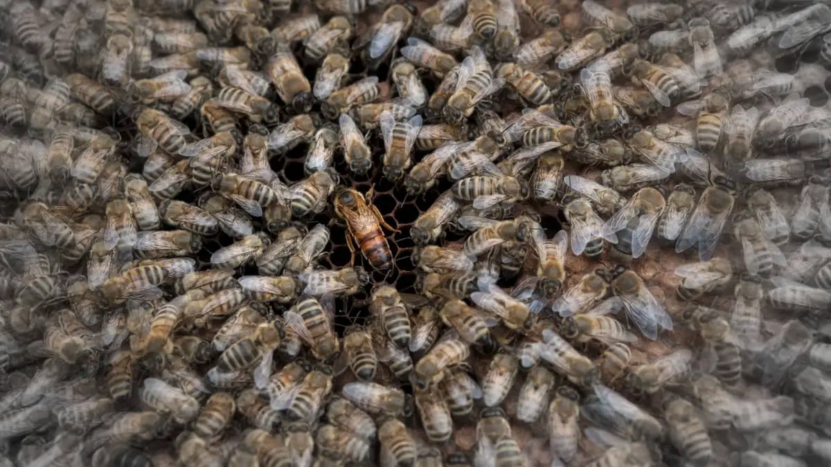 How To Find The Queen Bee In A Hive