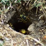 How To Get Rid Of Bee Nests In The Ground