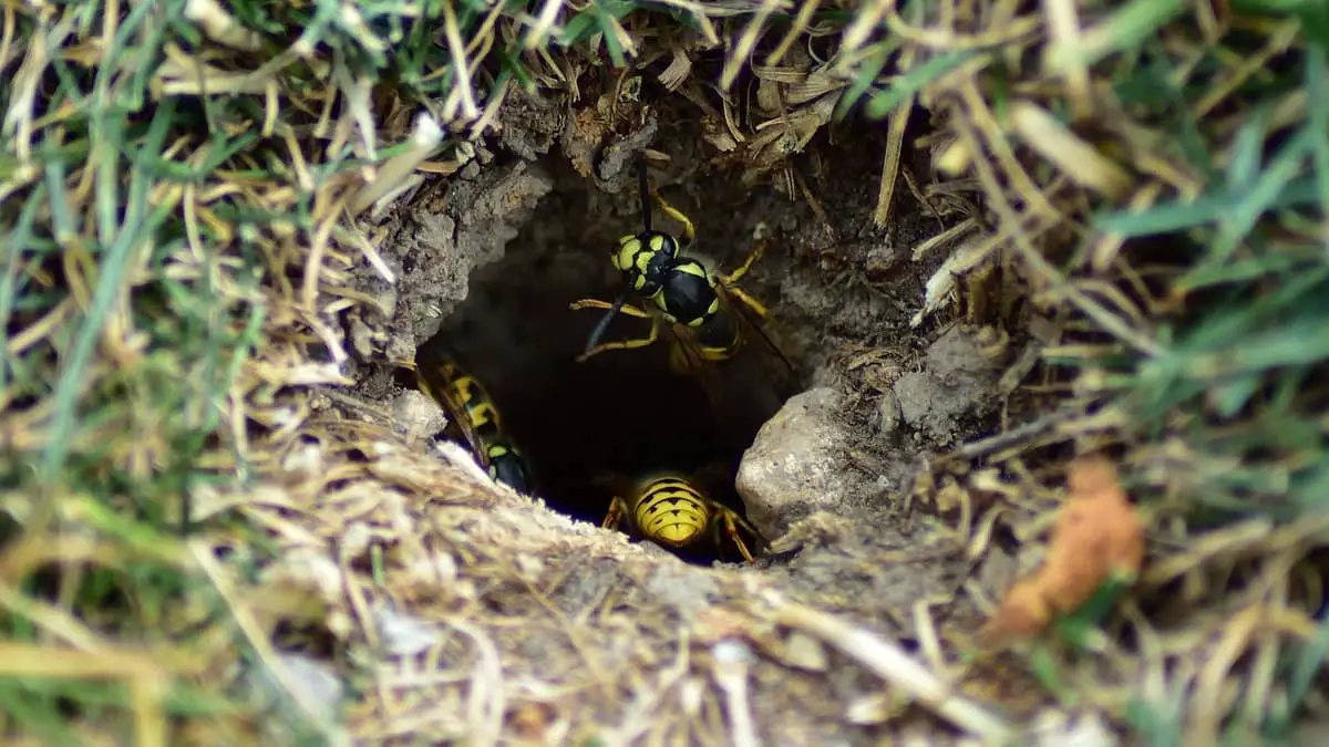 How To Get Rid Of Bee Nests In The Ground
