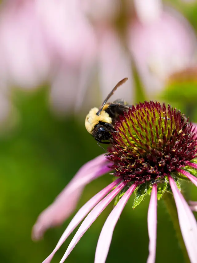 How to Get Rid of Bumblebees Without Killing Them