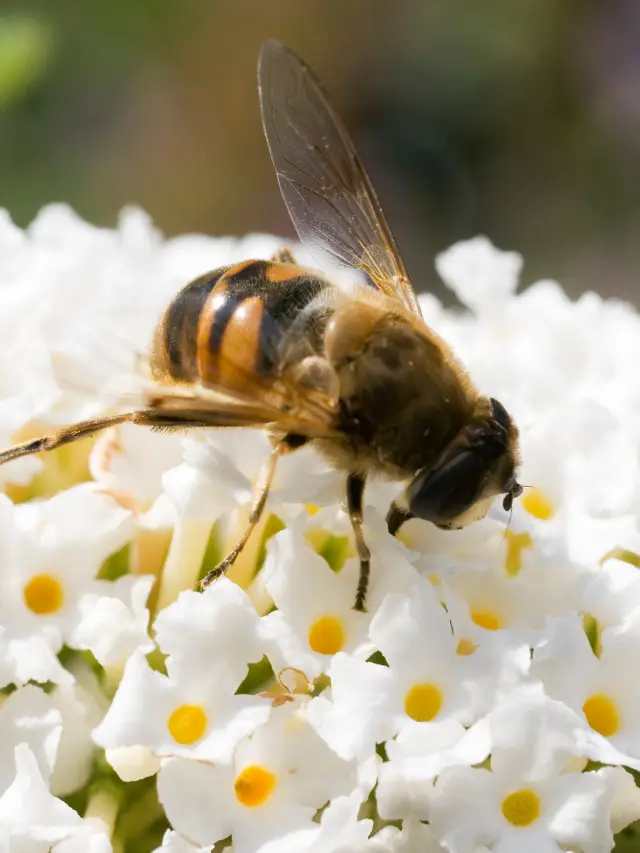 How To Raise Honey Bees For Profit
