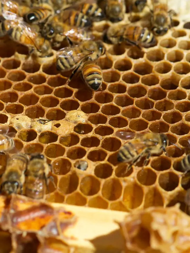 What Does A Honey Bee Hive Look Like?