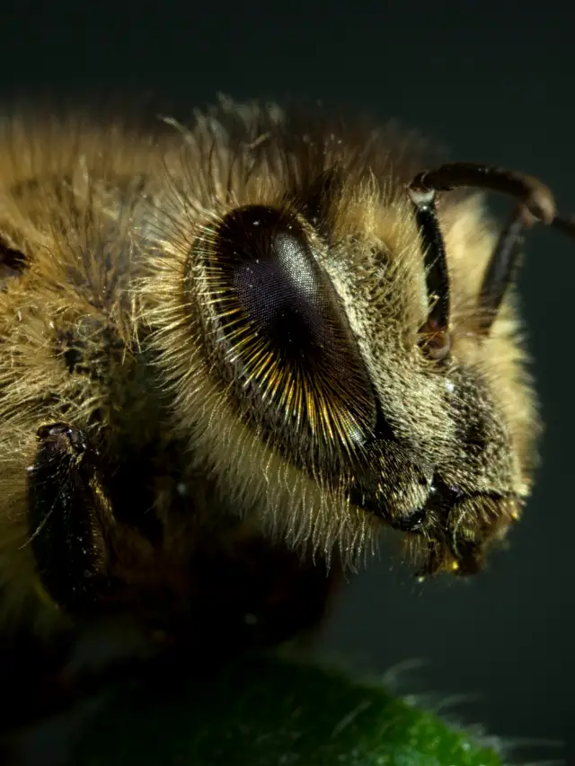 Fascinating Compund Bee Eye Structure