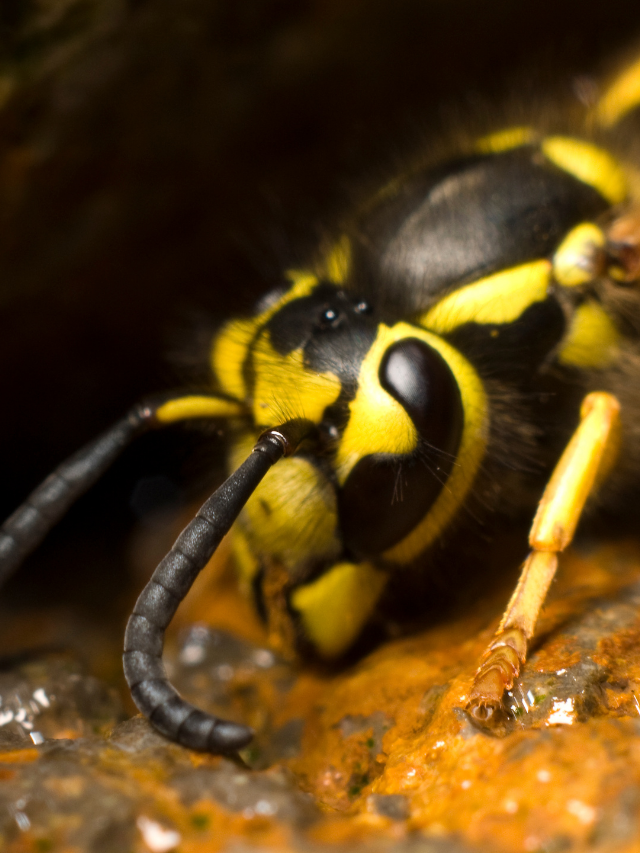 Yellow Jackets vs Honneybees