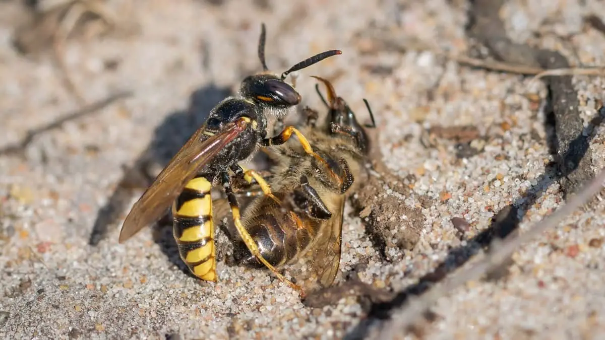 What Eats Bees In The Food Chain