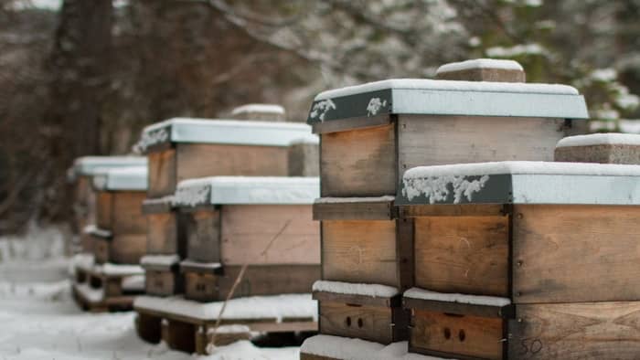 beehive in winter