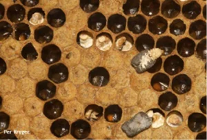 chalkbrood disease