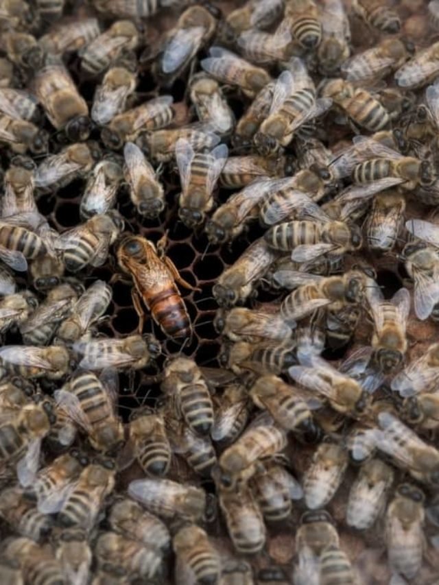 3 Methods To Find A Queen Bee In A Hive