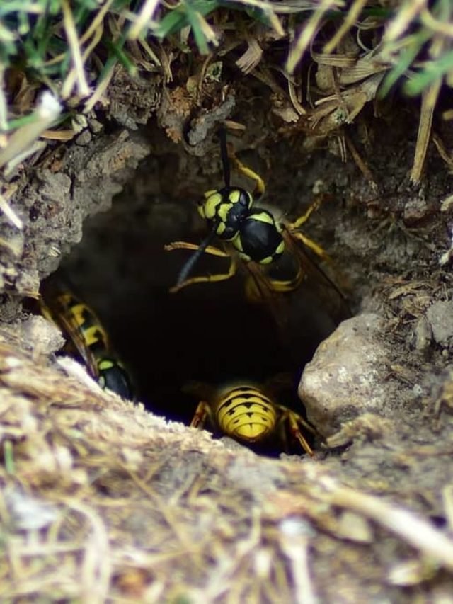 How To Get Rid Of Bee Nests In The Ground