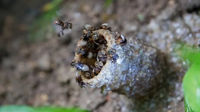 do all bees sting