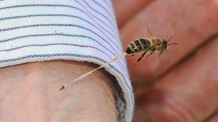  do honey bees sting or bite