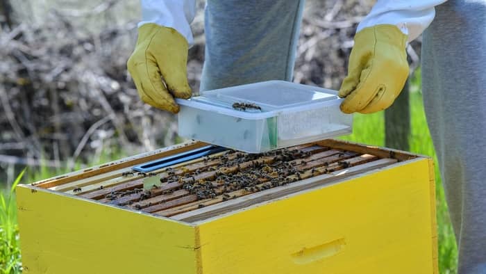 Increase Honey Production