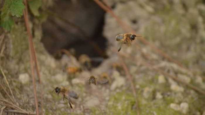  ground bees