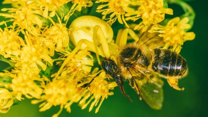  honey bee predators