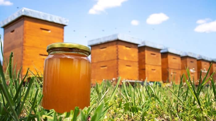  how much honey per hive