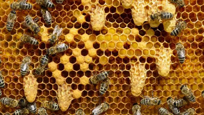  how to split a beehive