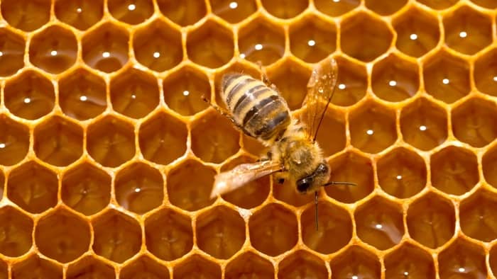  plastic bee foundation