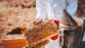 splitting beehives