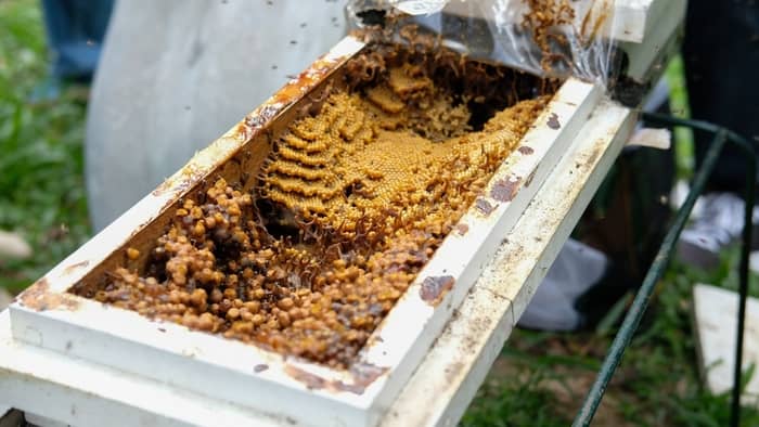 stingless honey bees beehive