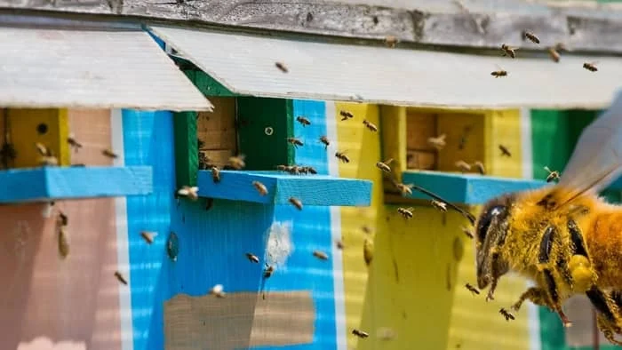 what colours are bees attracted to