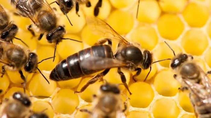 what does a queen bee look like