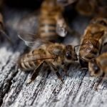 How Much Do Honey Bees Cost