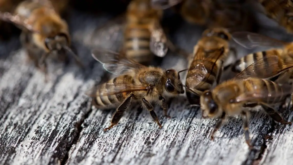 How Much Do Honey Bees Cost