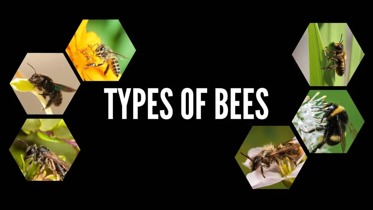 Types Of Bees