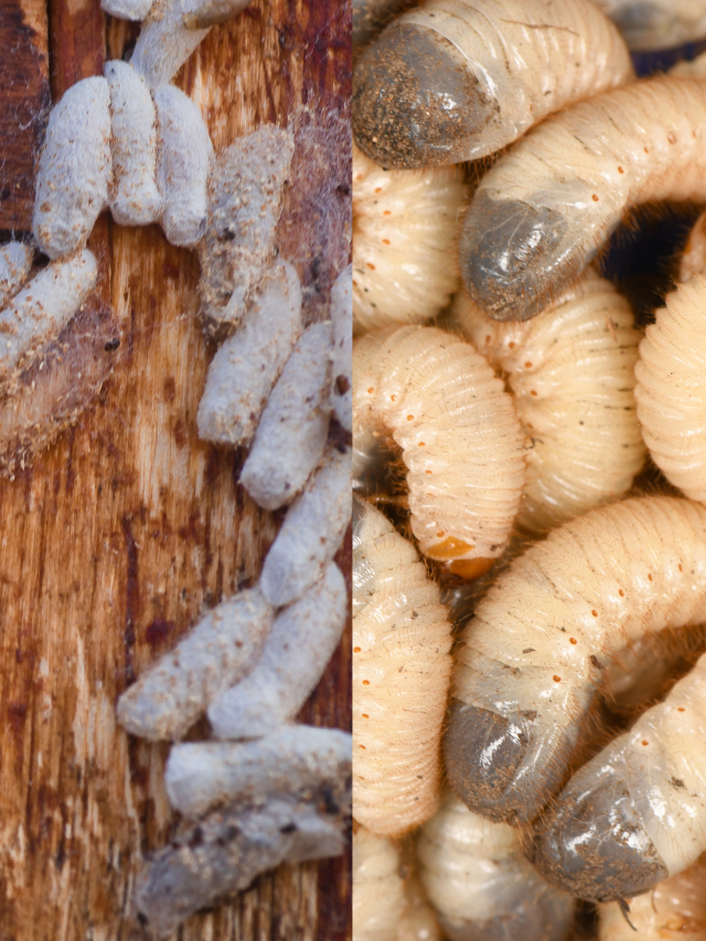 Spot The Difference :Small Hive Beetle Larvae Vs Wax Moth Larvae