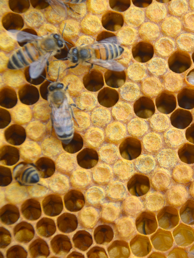 Spot Capped Brood In Your Hive