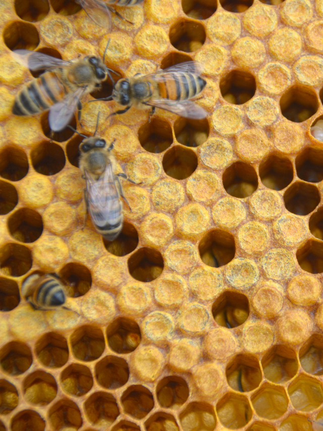 what-does-capped-brood-look-like-beekeeper-tips